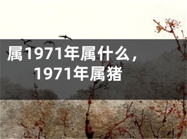 属1971年属什么，1971年属猪