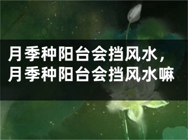 月季种阳台会挡风水，月季种阳台会挡风水嘛