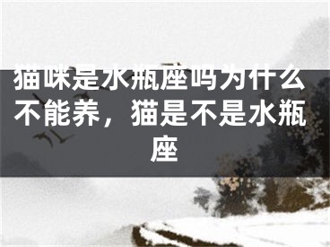 猫咪是水瓶座吗为什么不能养，猫是不是水瓶座