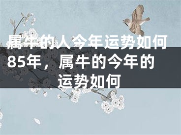 属牛的人今年运势如何85年，属牛的今年的运势如何