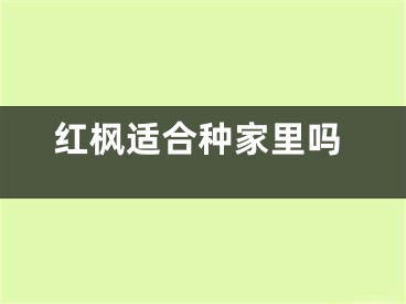 红枫适合种家里吗