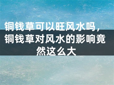 铜钱草可以旺风水吗，铜钱草对风水的影响竟然这么大
