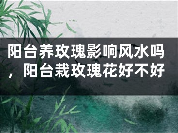 阳台养玫瑰影响风水吗，阳台栽玫瑰花好不好