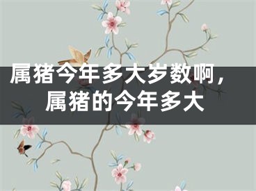 属猪今年多大岁数啊，属猪的今年多大