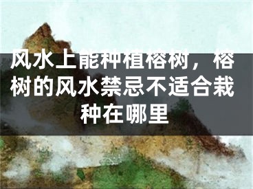 风水上能种植榕树，榕树的风水禁忌不适合栽种在哪里