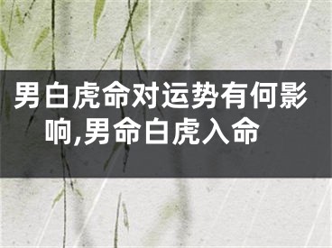 男白虎命对运势有何影响,男命白虎入命