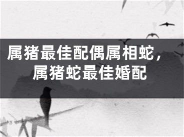属猪最佳配偶属相蛇，属猪蛇最佳婚配