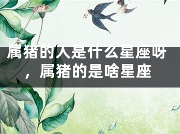 属猪的人是什么星座呀，属猪的是啥星座