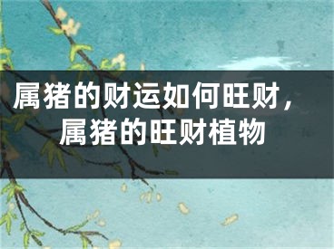 属猪的财运如何旺财，属猪的旺财植物