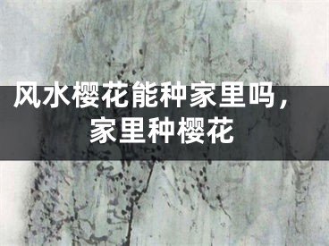 风水樱花能种家里吗，家里种樱花