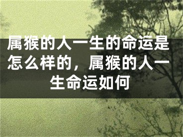 属猴的人一生的命运是怎么样的，属猴的人一生命运如何
