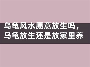 乌龟风水愿意放生吗，乌龟放生还是放家里养