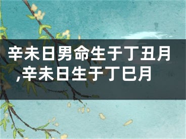 辛未日男命生于丁丑月,辛未日生于丁巳月