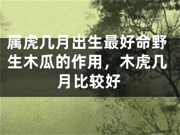 属虎几月出生最好命野生木瓜的作用，木虎几月比较好