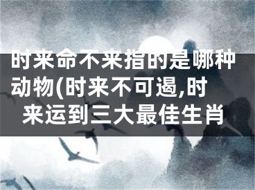 时来命不来指的是哪种动物(时来不可遏,时来运到三大最佳生肖