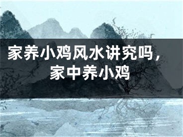 家养小鸡风水讲究吗，家中养小鸡
