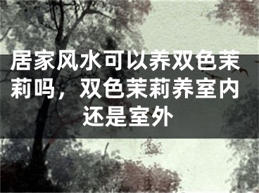居家风水可以养双色茉莉吗，双色茉莉养室内还是室外
