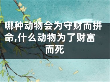 哪种动物会为守财而拼命,什么动物为了财富而死