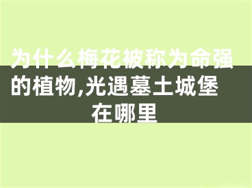 为什么梅花被称为命强的植物,光遇墓土城堡在哪里