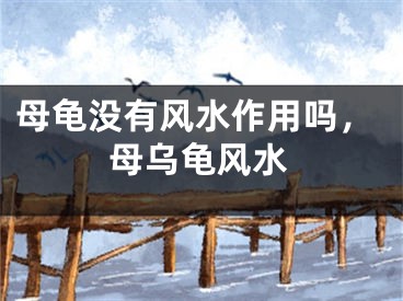 母龟没有风水作用吗，母乌龟风水