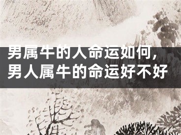 男属牛的人命运如何,男人属牛的命运好不好