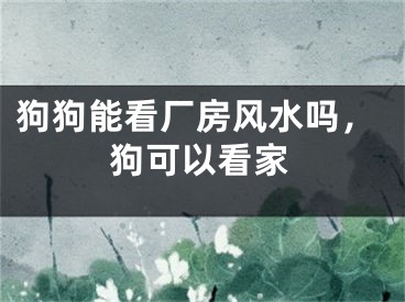 狗狗能看厂房风水吗，狗可以看家