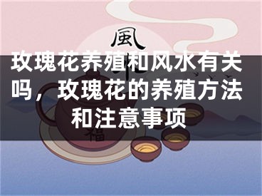 玫瑰花养殖和风水有关吗，玫瑰花的养殖方法和注意事项
