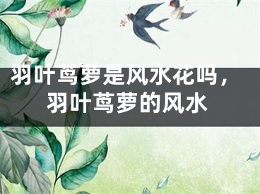 羽叶茑萝是风水花吗，羽叶茑萝的风水