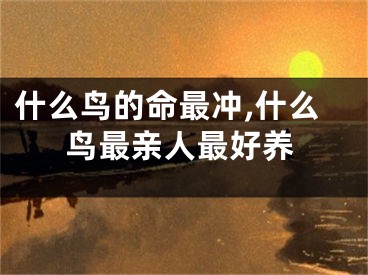 什么鸟的命最冲,什么鸟最亲人最好养
