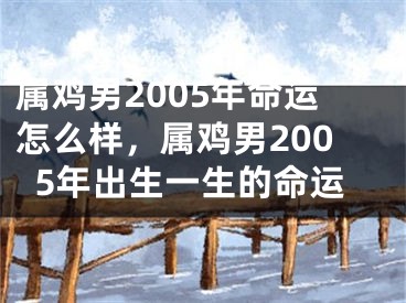 属鸡男2005年命运怎么样，属鸡男2005年出生一生的命运