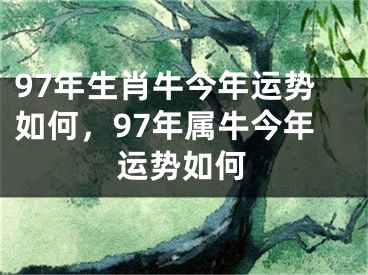 97年生肖牛今年运势如何，97年属牛今年运势如何