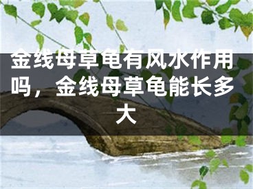 金线母草龟有风水作用吗，金线母草龟能长多大