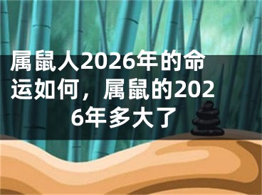 属鼠人2026年的命运如何，属鼠的2026年多大了