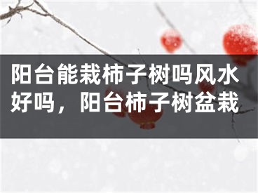 阳台能栽柿子树吗风水好吗，阳台柿子树盆栽