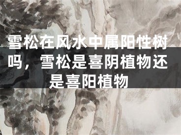 雪松在风水中属阳性树吗，雪松是喜阴植物还是喜阳植物 