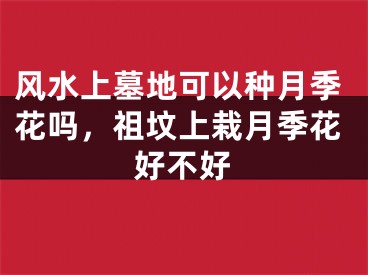 风水上墓地可以种月季花吗，祖坟上栽月季花好不好