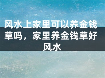 风水上家里可以养金钱草吗，家里养金钱草好风水