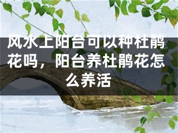 风水上阳台可以种杜鹃花吗，阳台养杜鹃花怎么养活