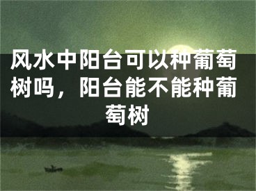 风水中阳台可以种葡萄树吗,阳台能不能种葡萄树